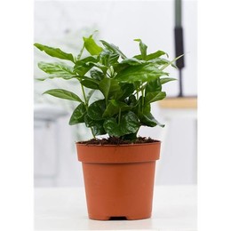Коллекция Coffea Arabica P & pure Collection ( Coffea Arabica P&pure Collection ) W 12 см H 20 см