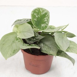 Сциндапсус Серебристый Энн ( Scindapsus Silvery Ann ) W 11 см H см