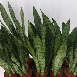 Сансевиерия Зейланика ( Sansevieria Zeylanica ) W 12 см H 55 см