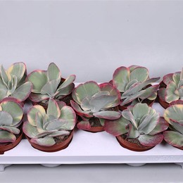Каланхоэ Тирсифлора Вариагата ( Kalanchoe Thyrsiflora Variagata ) W 12 см H 20 см
