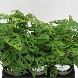 Монстр Косой ( Monstera Obliqua ) W 12 см H 35 см