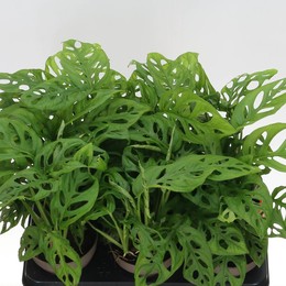 Монстера Косая ( Monstera Obliqua ) W 12 см H 35 см 2