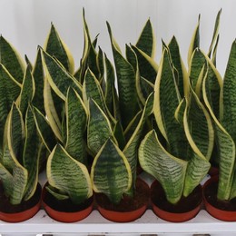 Сансевиерия Будущего Суперба ( Sansevieria Futura Superba ) W 12 см H 40 см