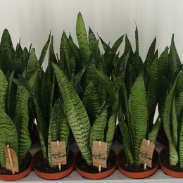 Сансевиерия Зейланика ( Sansevieria Zeylanica ) W 12 см H 40 см