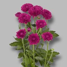 Chrys. tr. Lollipop purple (Хриз. куст. Лолипоп Перпл) В70