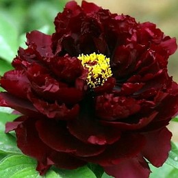 Пион травянистый Black Beauty (Блек Бьюти)