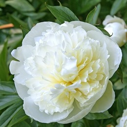 Пион травянистый Duchesse de Nemours (Дюшес де Немур)
