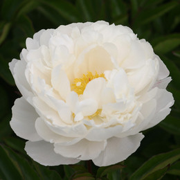 Пион травянистый Gardenia (Гардения)