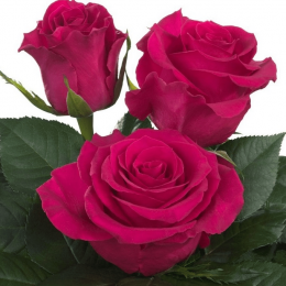 Rose Gotcha (Роза ГОТЧА) B60 Star Roses