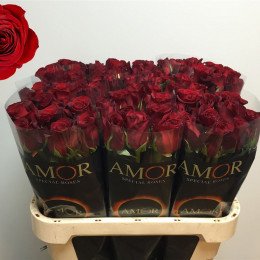 Rose Freedom (Роза Фридом) В50 Royal Flowers