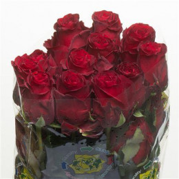 Rosa Explorer (Роза Эксплорер) B140 Star Roses