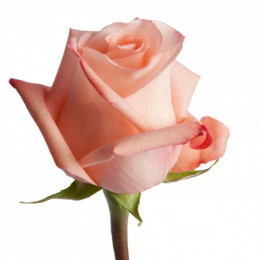 Rosa Engagement (Роза Энгажемент) В60 Flor Hermosa