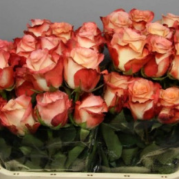 Rosa Cabaret (Роза Кабарет) В50 Esperanza