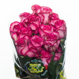 Rosa Carousel (Роза Карусель) В60 Flor Hermosa