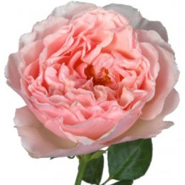 Rosa Garden Princes Charlene (Роза Гарден Принцес Шарлин) В50
