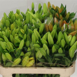 Lilium Ot Assorteed (Лилия От Ассорти) Piaveri