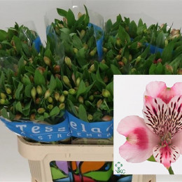 Alstroemeria Panorama (Альстромерия Панорама) В70