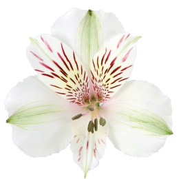 Alstroemeria Himalaya (Альстромерия Гималая) В70