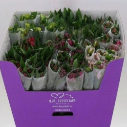 Alstromeria Mix (Альстромерия Микс) В50 Batian