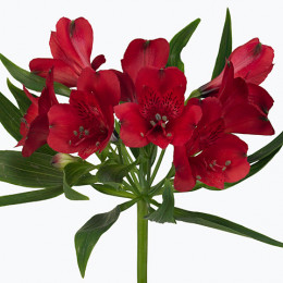 Alstromeria Adele(Альстромерия Адель) В80