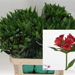 Alstroemeria Nadya (Альстромерия Надя) В80
