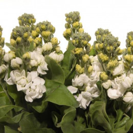 Matthiola centurion white (Маттиола центурион вайт) В55