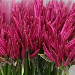 Nerine Bo Favoriet (Нэринэ Бо Фаворит) В50