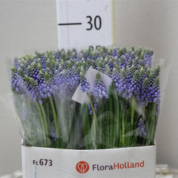 Muscari Blue (Мускари Блу) В30