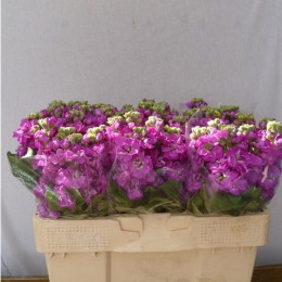 Matthiola Phantom Dark Pink (Маттиола Фантом Дарк Пинк) В75