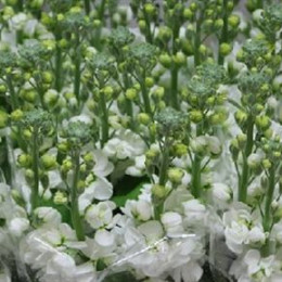 Matthiola White (Маттиола Вайт) В55