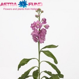 Matthiola light pink (Маттиола Лайт Пинк) В55