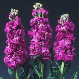 Matthiola iron purple(Маттиола айрон перпл)В55