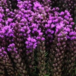 Liatris Callilepis (Лиатрис Каллилепис) В80