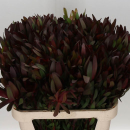 Leucadendron Safari Sunset (Леукадендрон Сафари Сансет) В80