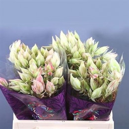 Kaaps groen blushing bride pink(Каапс гроен блашинг брайд пинк)В70