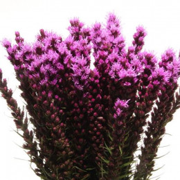Liatris spicata (Лиатрис спиката) В80