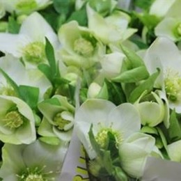 Helleborus Queens White (Хелеборус Гвинс Вайт) В40