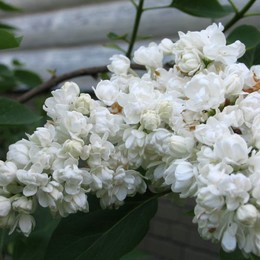 Сирень обыкновенная Память о Колесникове
