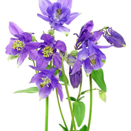Aquilegia (Аквилегия) В70