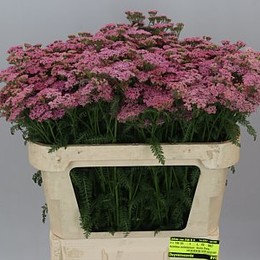 Achillea Anita Dark Pink (Ахелия Дарк Пинк) В70
