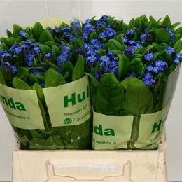 Myosotis Blau (Незабудки Голубые)
