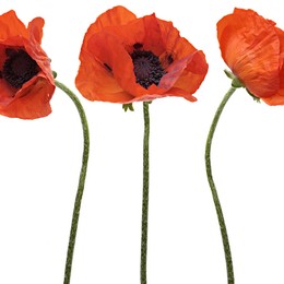 Papaver  gem (Папавер микс) В55