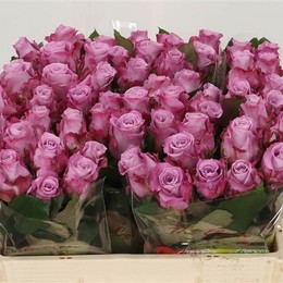 Rosa Gr Maritim (Роза Гр Мартим) АРМ В50