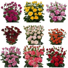 Rosa spray mix (Роза спрей микс) Армения В60
