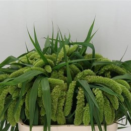Setaria It Voll Melk (Сетария вол Милк) В75