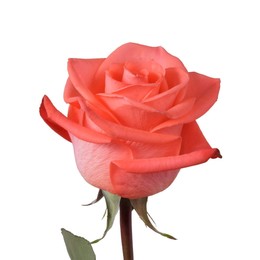 Rosa Gr Wow ( Вау ) В60 ROSE HILL