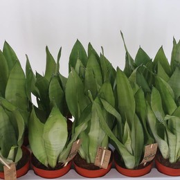 Сансевиерия Самогонный аппарат ( Sansevieria Moonshine ) W 12 см H 40 см
