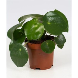 Коллекция Peperomia Raindrop P & pure ( Peperomia Raindrop P&pure Collection ) W 12 см H 25 см