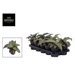 Сансевиерия Звезда Зеленый Гранит ( Sansevieria Star Green Granite ) W 11 см H 20 см