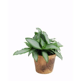 Murdannia Loriformus ' Яркая звезда'Шанс природы ( Murdannia Loriformus 'bright Star' Nature's Chanc